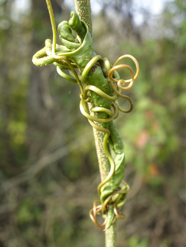 Suicide vine