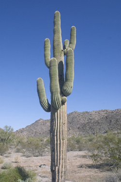 five-arm saguaro.jpg