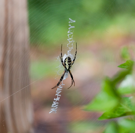 Argiope-aurantia-2499.jpg