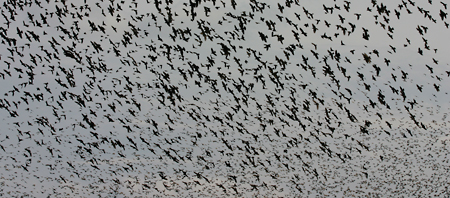 starlings-wide-2064.jpg