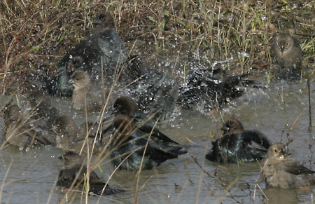 brown-headed-cowbirds-2053.jpg