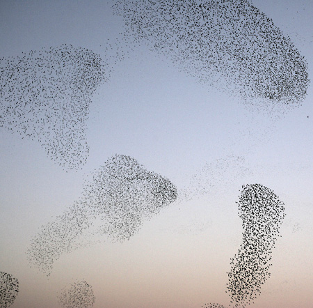 flocks of starlings photographed above the railroad terminal in Rome