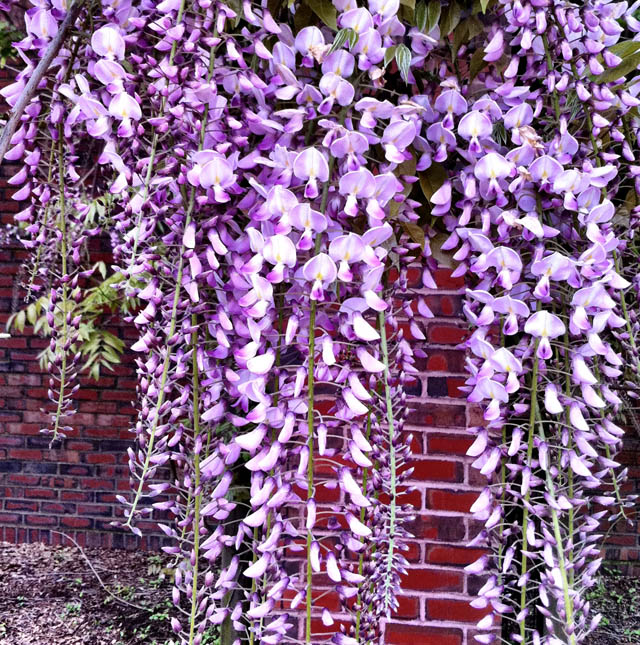 huge droopy pinkish purplish blooms at the Davis Square T station in Somerville MA, 2011-05-21