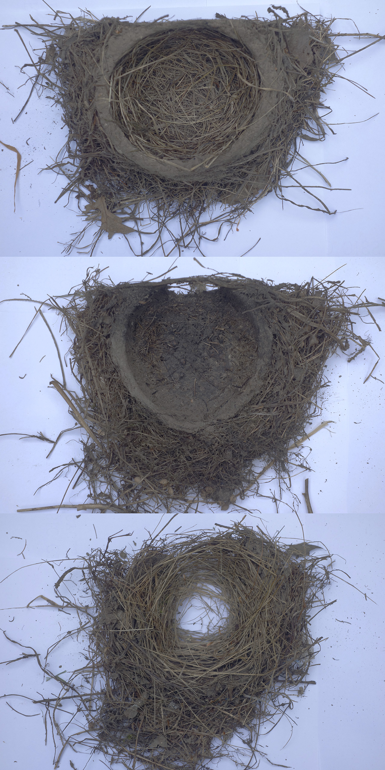 Three robin nests.