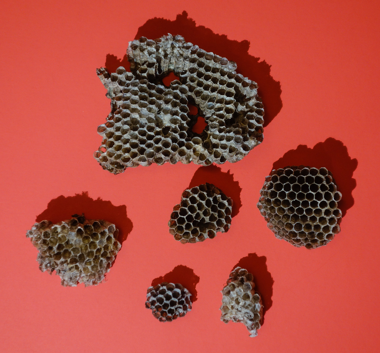 Paper wasp nests