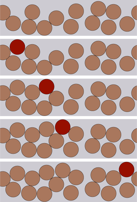 penny-game phyllotaxis