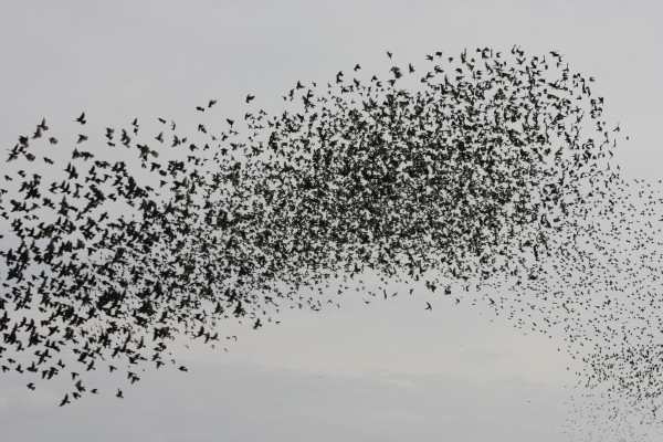 starlings_2059.JPG